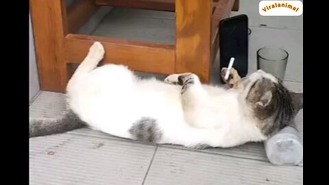 Sunday enjoy happy mood🤣🤣🤣🙀