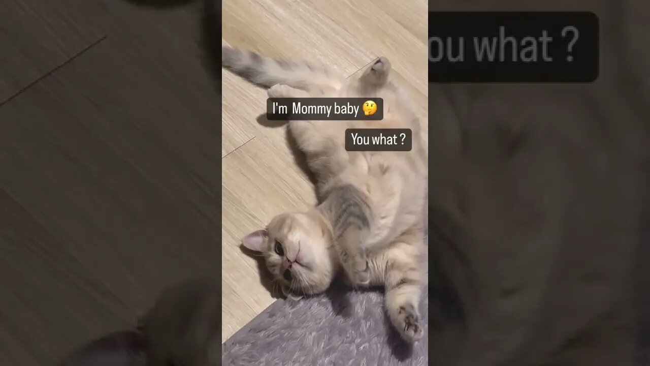 support 1000 Subscribe 🥰 funny cats #shorts