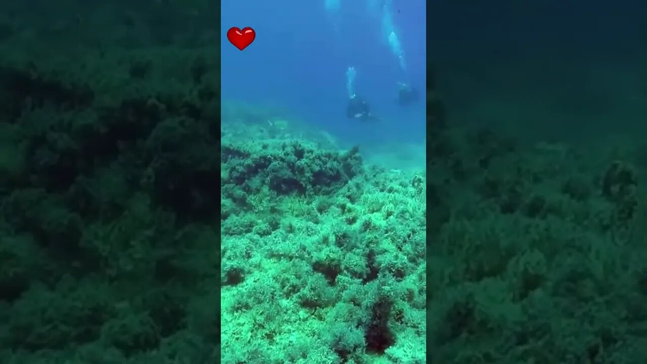 Fish swimming in the Sea