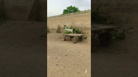 Best Stunt