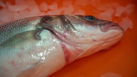 Freshly caught sea fish