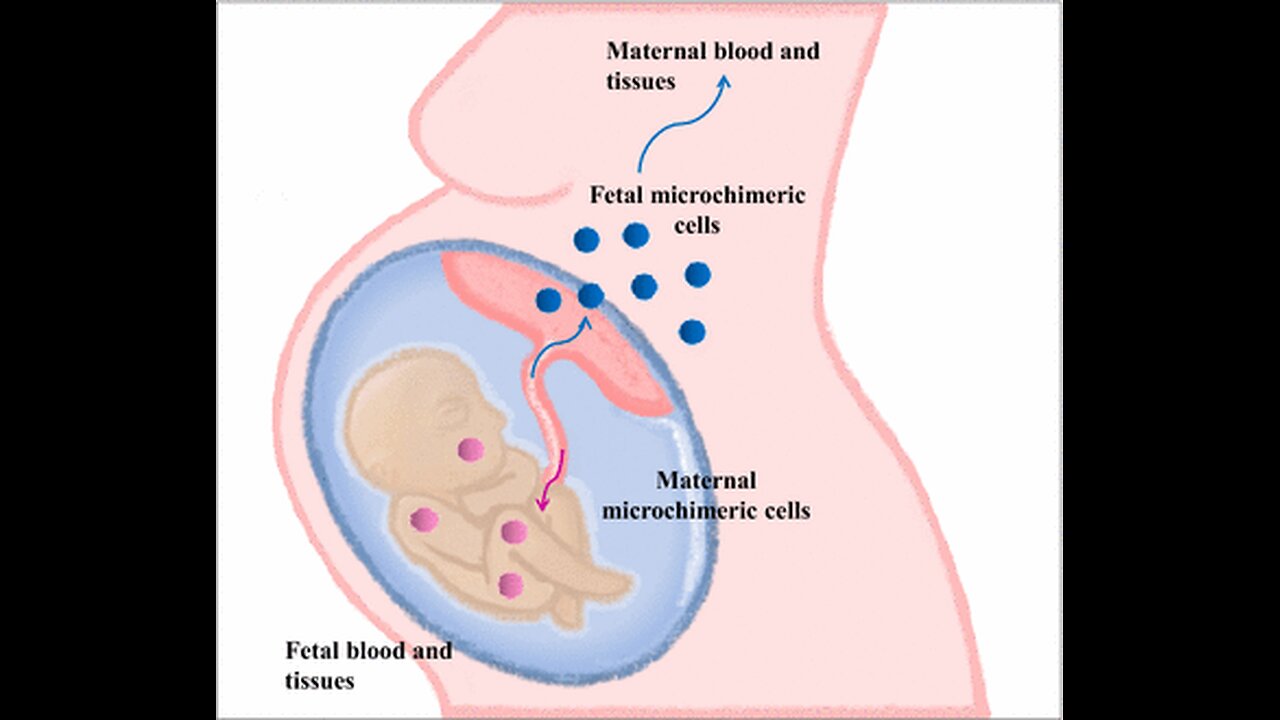 Fetal Microchimerism (forever connected to your fetus)