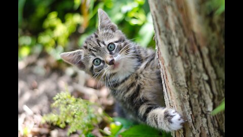 Hilarious cat video - Video cat cute 😺😹😁