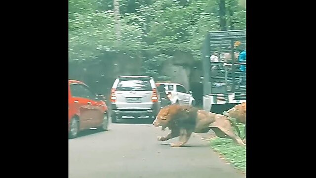 A Massive Male Loin Rammed Into The Car