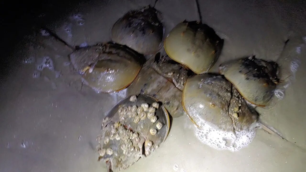 It's Horseshoe Crab mating season at the beach!