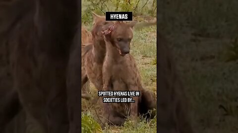 Hyena RIPS OFF EAR to Assert Dominance😲 #Hyena #Africa #animals