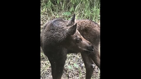 Baby Moose