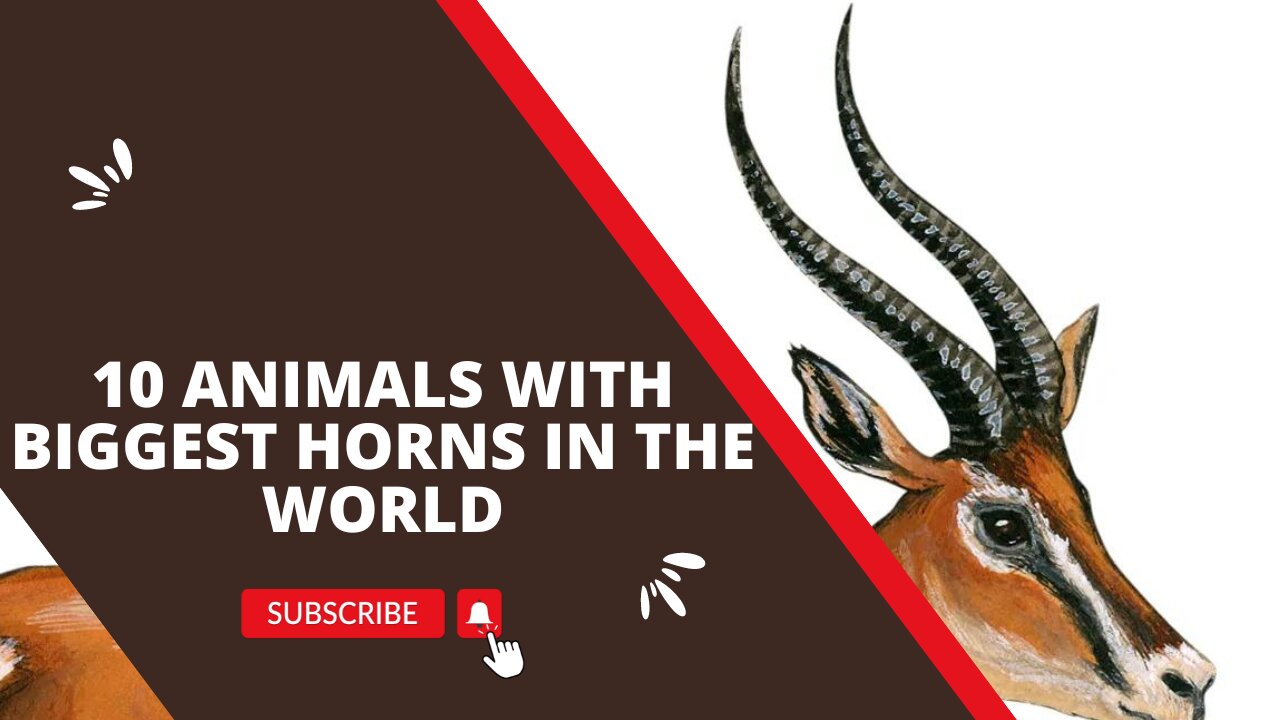 10 ANIMALS WITH BIGGEST HORNS IN THE WORLD