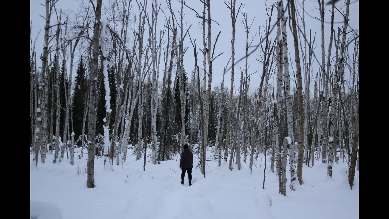 Stunning Birch Forest Trekking (Hiking) in Fairbanks, Alaska in Feb