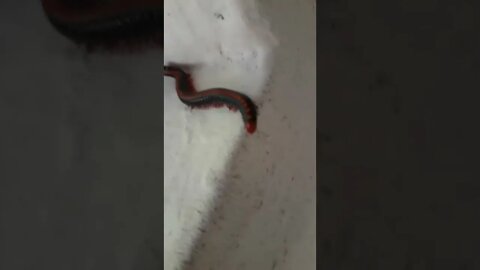 pichakkara பையன்