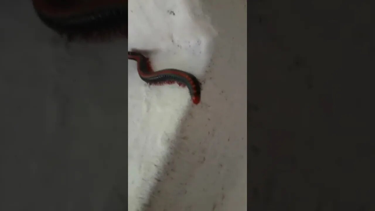 pichakkara பையன்