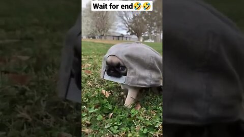 Funny dog #shorts #puppy #puppies #funnypets