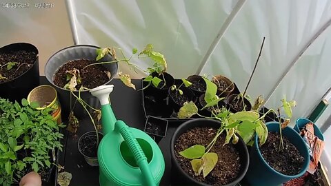 Gardening Update