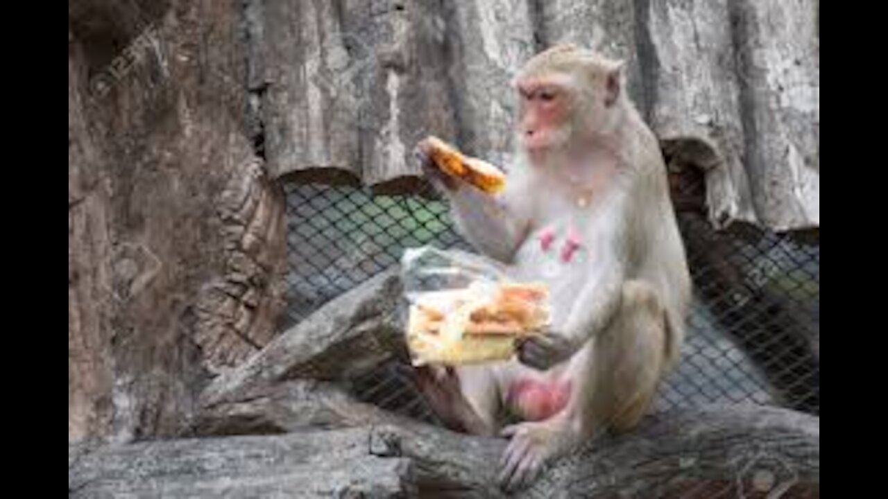 Cute baby monkey eating bread 🐵