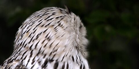 Beautiful white owl FHD