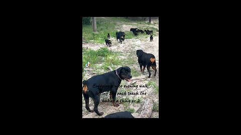 Rottweiler Heaven ❤️