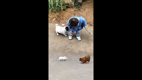 Dog attack on child