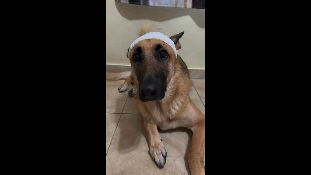 German Shepherd comedy 🤣😂