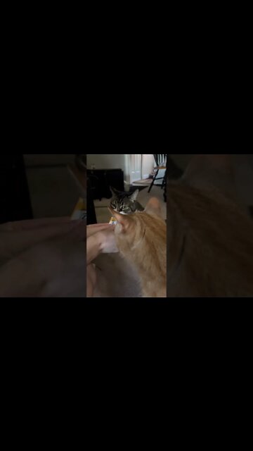 Cats being adorable eating a treat