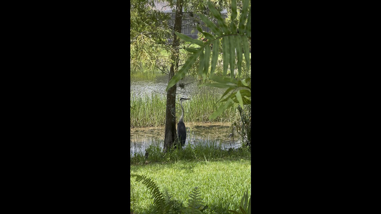 Great Blue Heron Hides In Plain Sight #4K