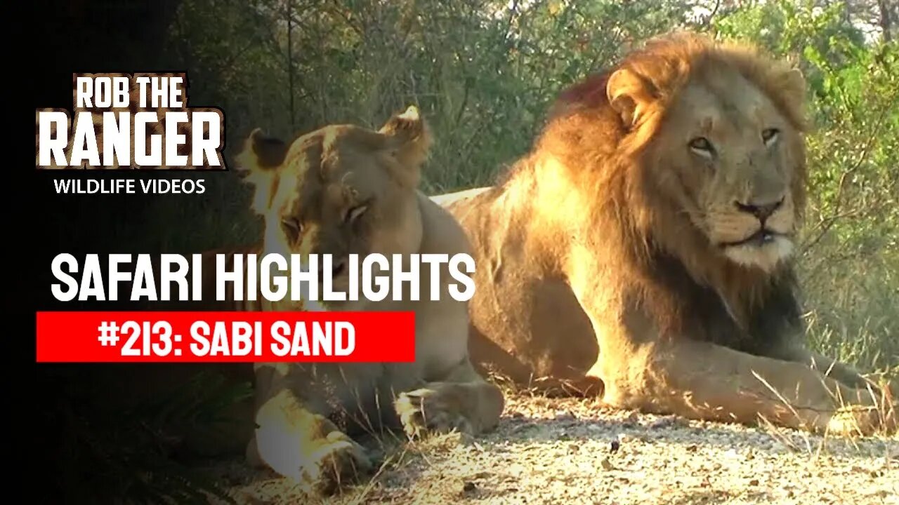 Safari Highlights #213: 23 - 27 May 2013 | Sabi Sand Nature Reserve | Latest Wildlife Sightings