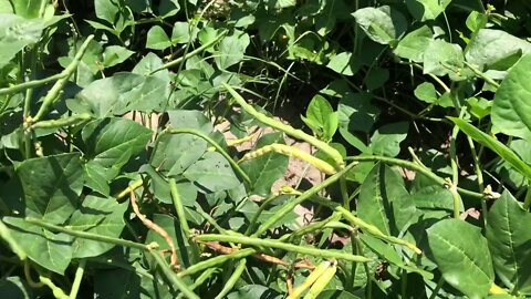 Weeds are taking over!!!!