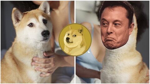 Doggie or Doggie? Amazing Footage of Doggie