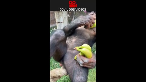 A macaca mais rica da internet