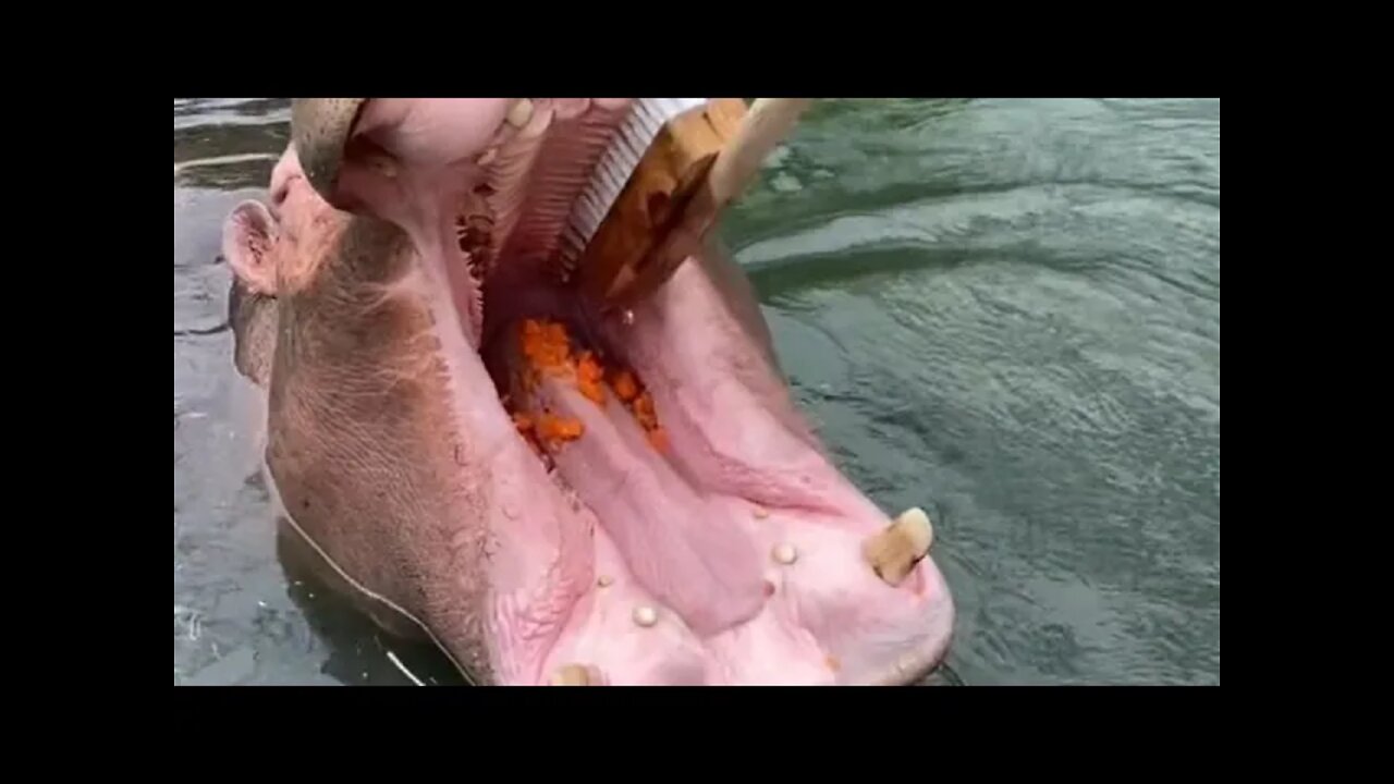 Hippos brush their teeth for breakfast