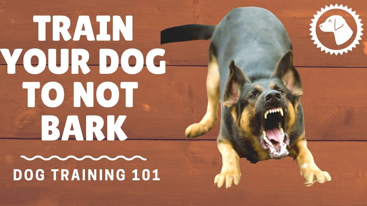 How To Train A Dog Not To Bark | DOG TRAINING 🐶 #BrooklynsCorner