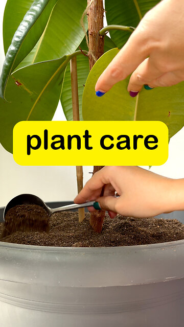 گنجینه‌ی کوچک طبیعت، با عشق در خانه پرورش میابد 🌱