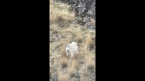 Mtn Goats 2