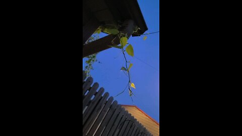 Vine