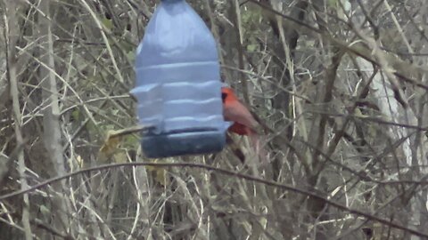 Male Cardinal has the feeder all to himself