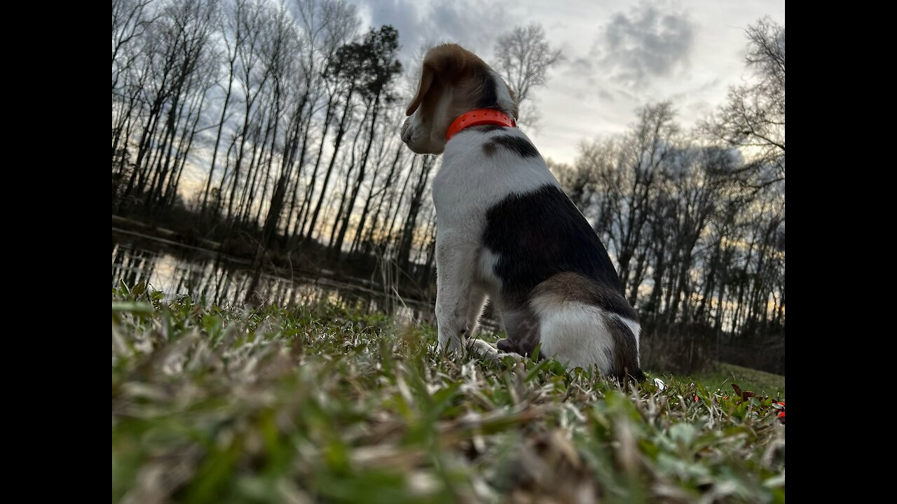 My puppy