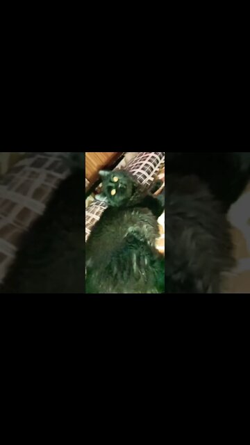 Black Persian Female Cat 🐈 #black #persiancats #cutecat #brown #youtubeshorts #blackcat