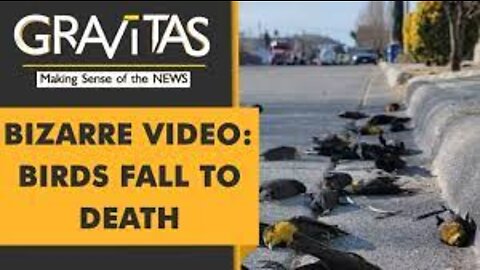 Gravitas: Why hundreds of birds fell to death in Mexico