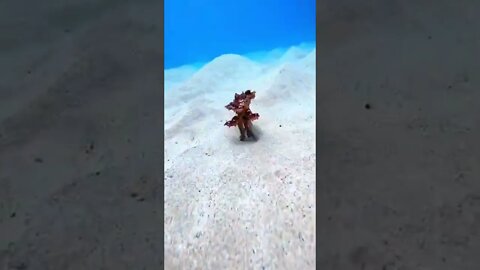 Octopus running