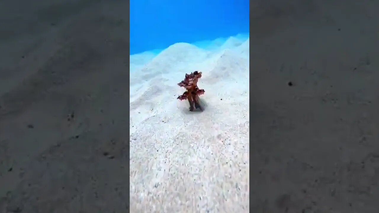 Octopus running