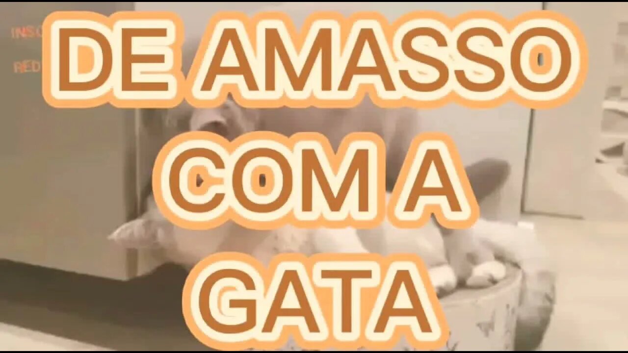 ZAP ZAP: DE AMASSO COM A GATA