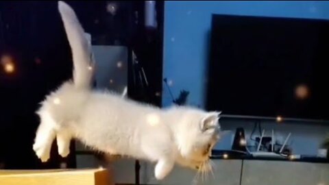 Kucing Kaki Pendek