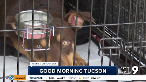 Tucson animal rescue looking in other states for fosters, adopters