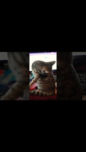 Wilbur is cleaning on the desk while i am trying to upload videos #cat #kittens #cutecats