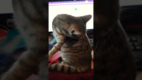 Wilbur is cleaning on the desk while i am trying to upload videos #cat #kittens #cutecats