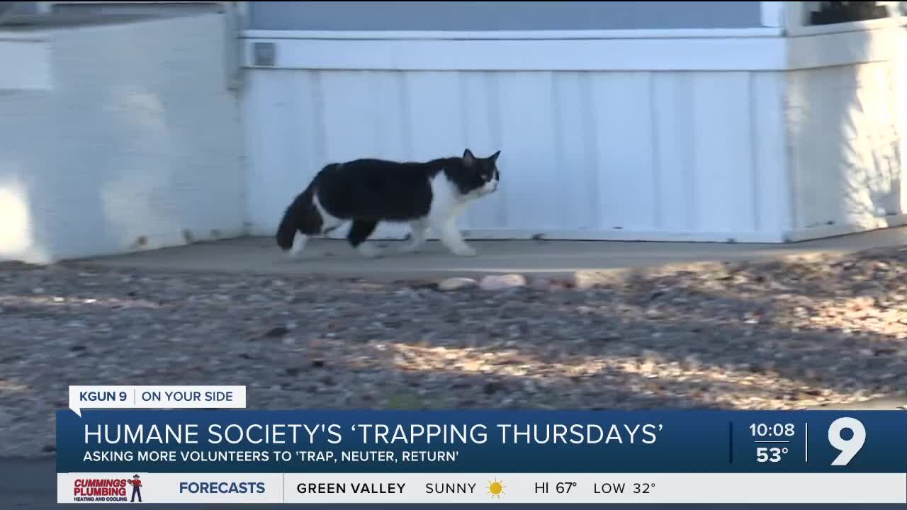 Growing group helps Humane Society tackle cat overpopulation