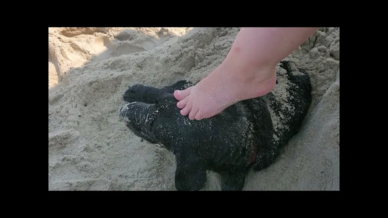 OBX mini vlog Ep3/3: Pamlico sound, sunset, & ghostcrabs!!