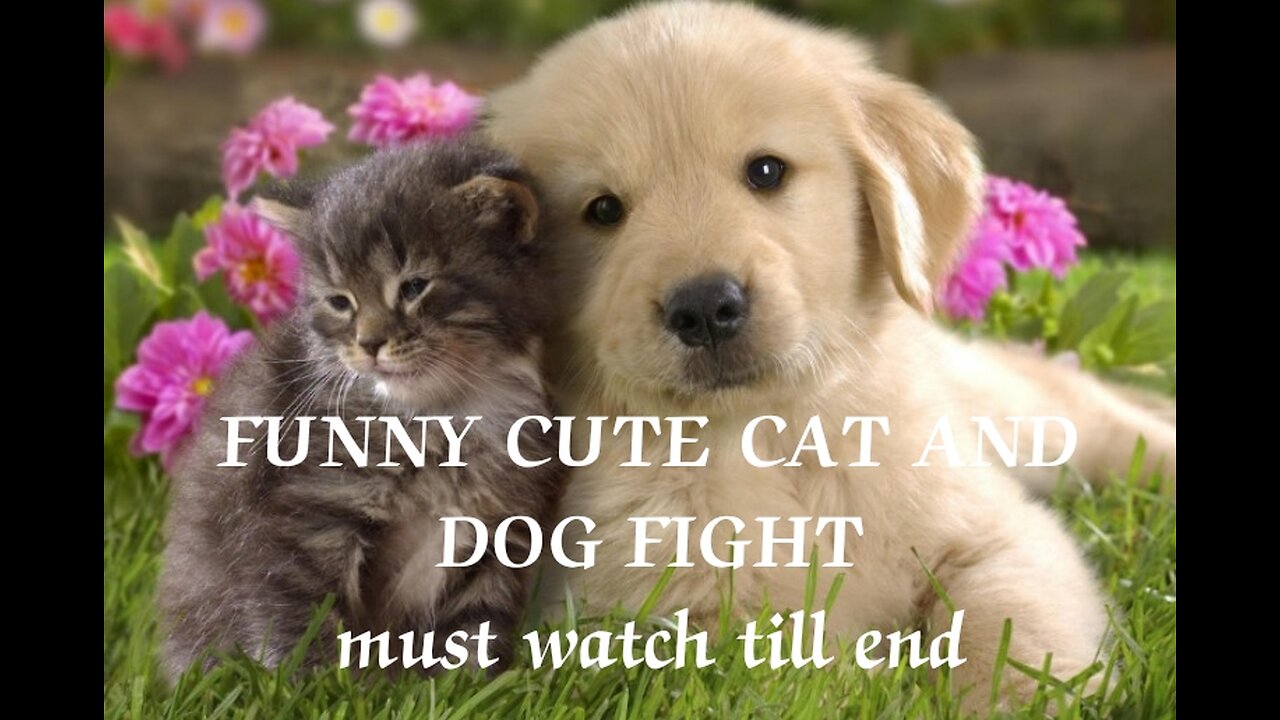 Funny cute Cat and smart Dog sharing my Home sweet Home