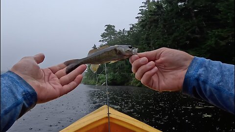 catching Fish in the rain