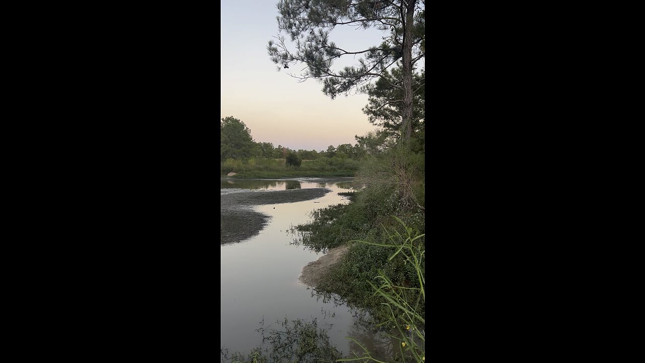 CHECK OUT THESE FISH IN A DRIED UP SWAMP❗️