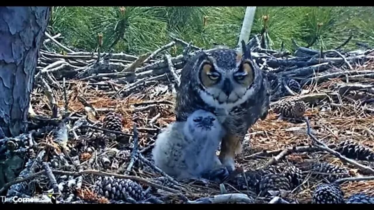 Good To The Last...Tail?? 🦉 3/7/22 12:38